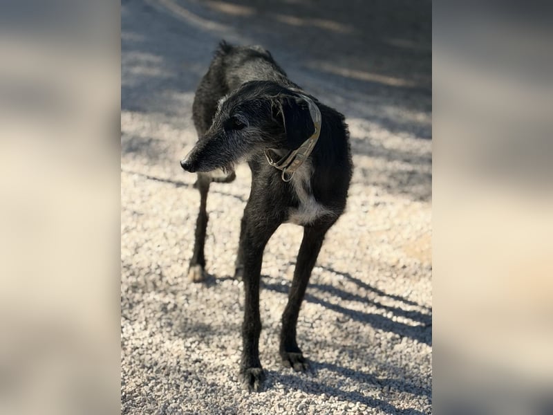 Carbón , ein bezaubernder Rauhaar Galgo
