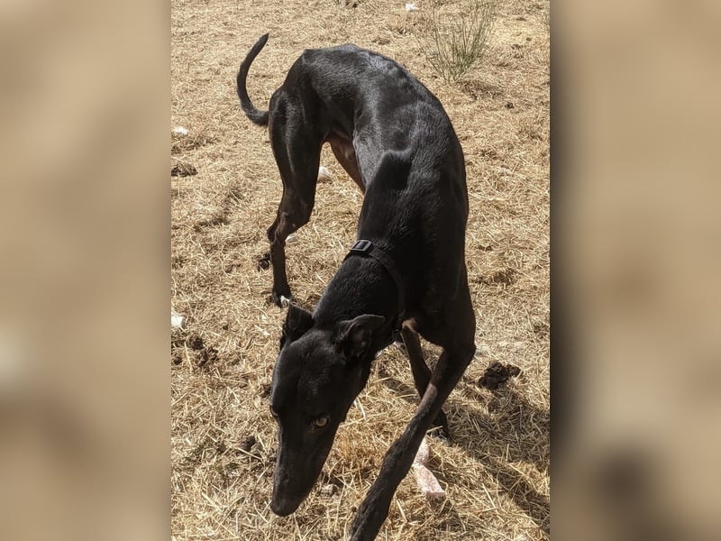 Dingo - Eine schwarze Perle sucht endlich sein großes Glück!