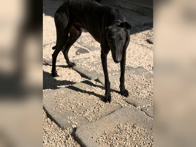 Cacahuete - schwarzer Galgo mit sanfter Seele sucht sein Glück