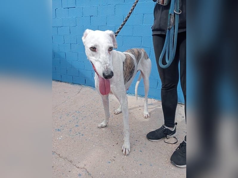 Niko, hofft auf sein Weihnachtswunder