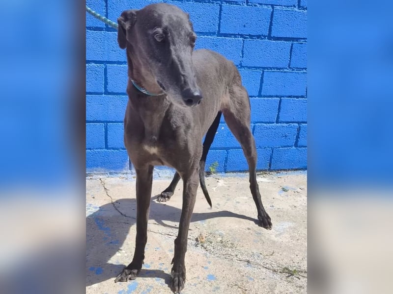 Athena ,wunderschöne Galga mit dunklem Fell sucht ihr Zuhause