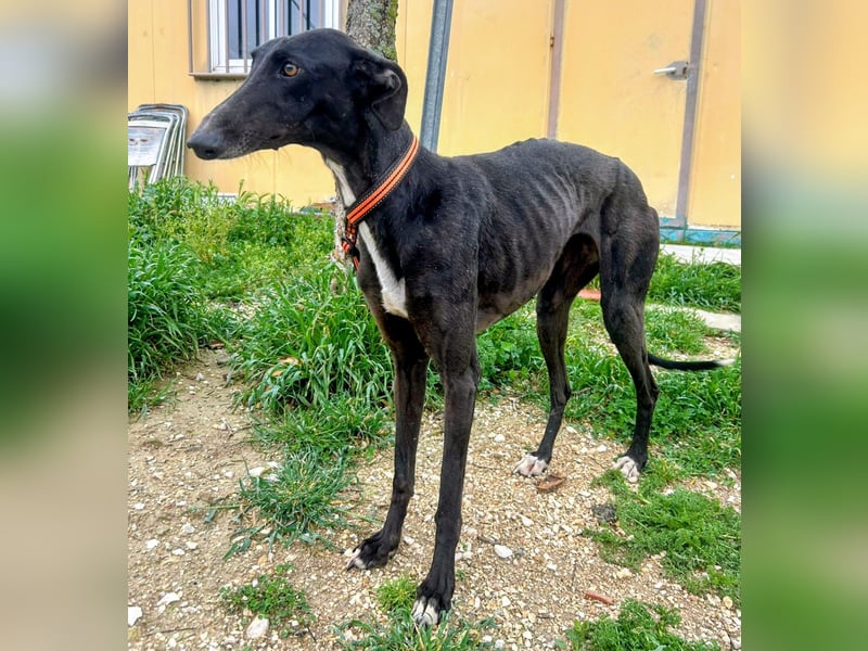 Mandi - junge und katzenfreundliche Galga mit besonderem Gesicht und viel Lebensfreude