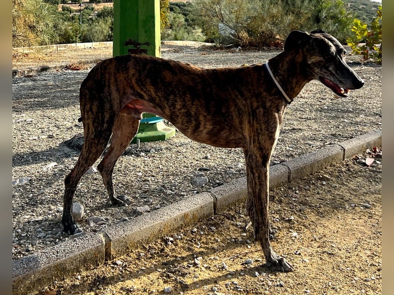 Golfo, fröhlich und lustig
