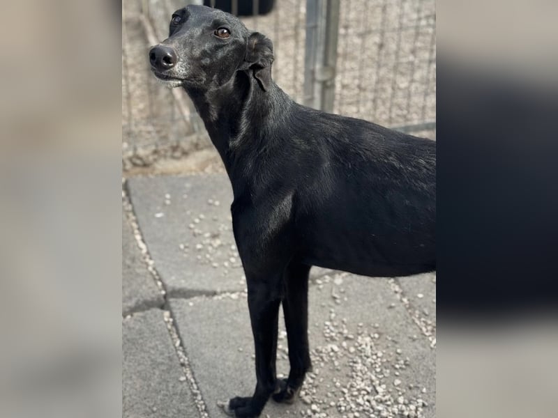 Indira, eine tolle schwarze Galga