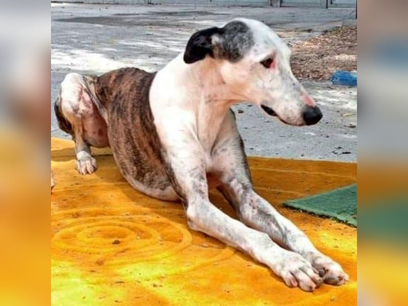 Lion, ein stattlicher Galgo Bub