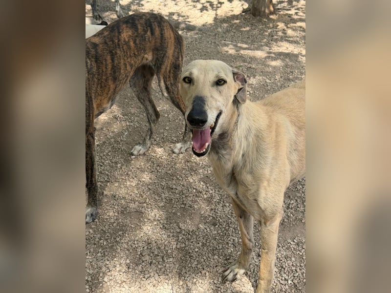 Giovana - sanfte Galgo-Schönheit sucht ihr liebevolles Zuhause