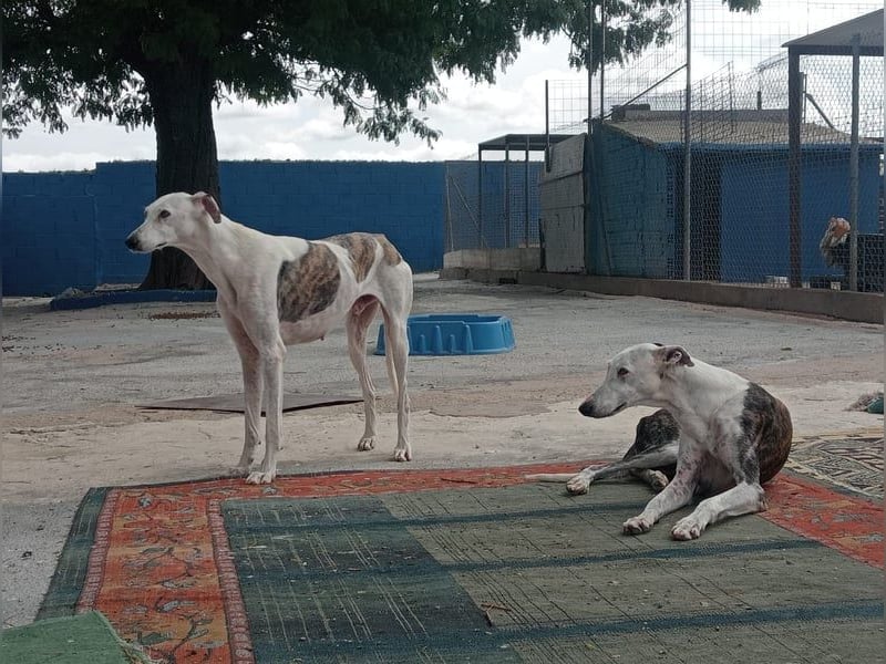 Niko, hofft auf sein Weihnachtswunder
