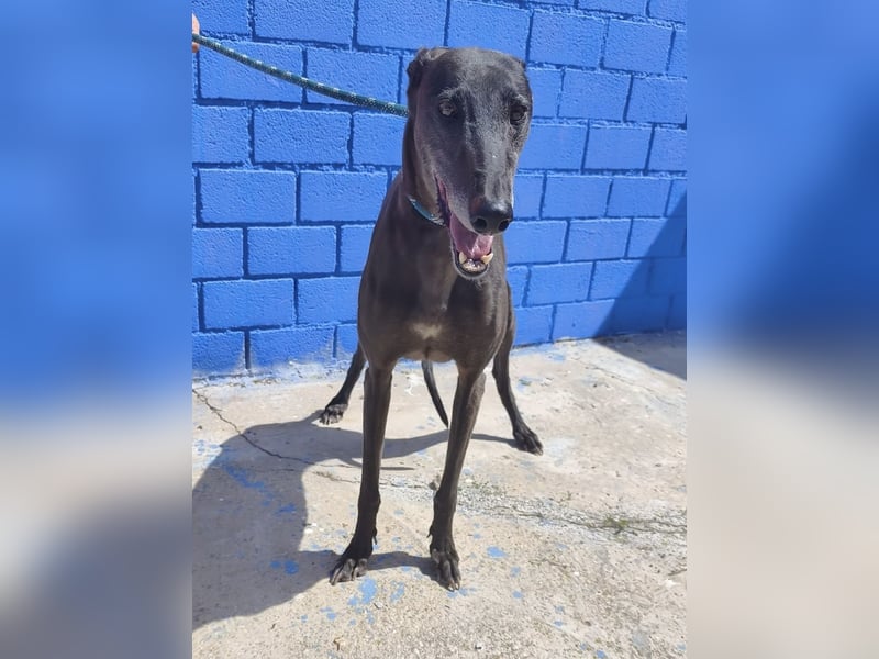 Athena - wunderschöne Galga mit dunklem Fell sucht ihr Zuhause
