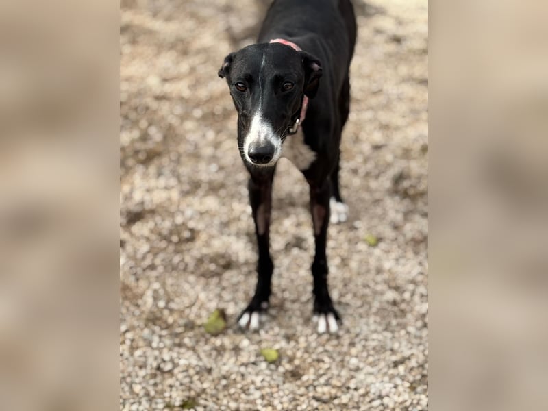 Jadiya - schwarze Galgo-Schönheit mit weißem Herzfleck sucht ihr Glück