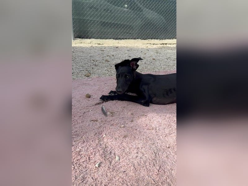 Ruinero, kleiner Kasperkopp sucht Anschluss