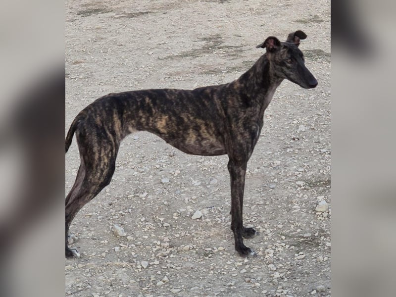 Candela, träumt von einem warmen Körbchen