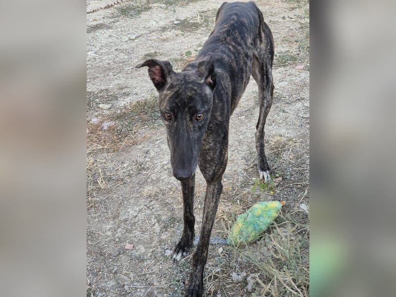 Candela, träumt von einem warmen Körbchen