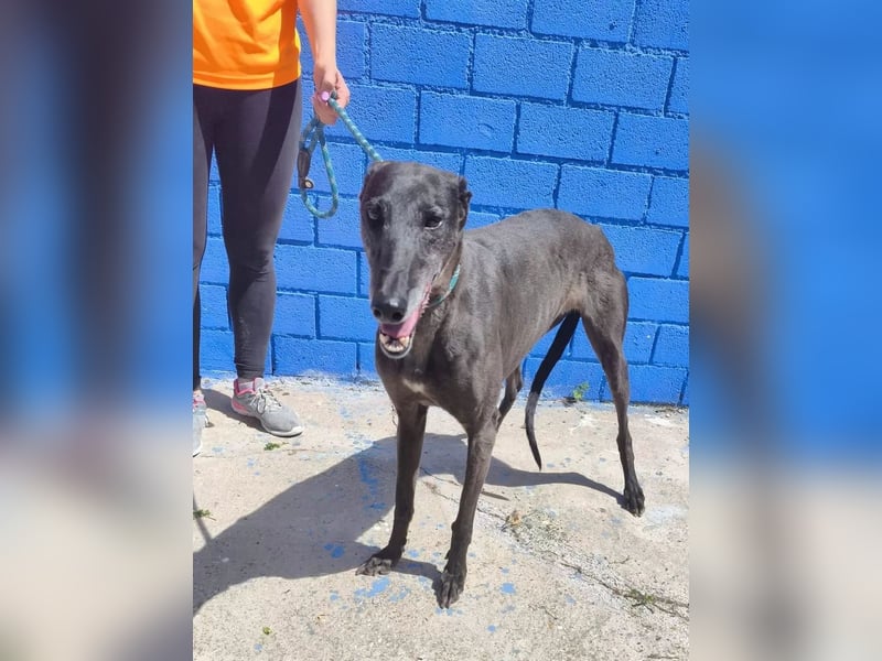 Athena ,wunderschöne Galga mit dunklem Fell sucht ihr Zuhause