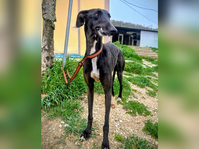 Mandi - junge und katzenfreundliche Galga mit besonderem Gesicht und viel Lebensfreude