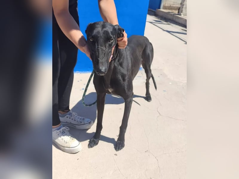 Limoncello ,Ein Herz aus Gold im schwarzen Galgo-Gewand