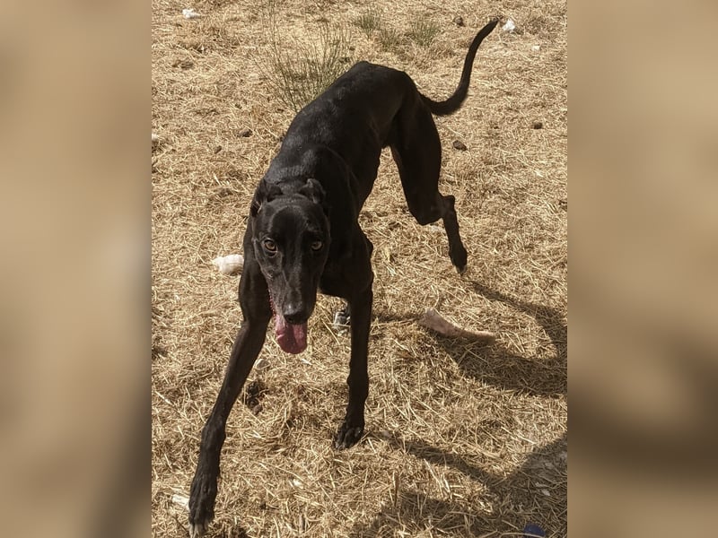Dingo - Eine schwarze Perle sucht endlich sein großes Glück!