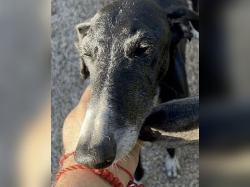 Gala, ein zartes Seelchen hoff auf eine Chance