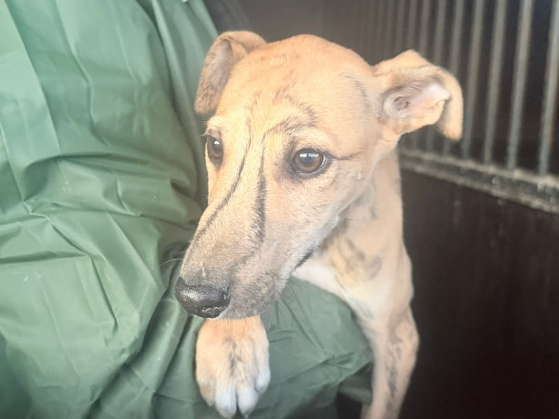 Alvaro, kleine Langnase zum verlieben