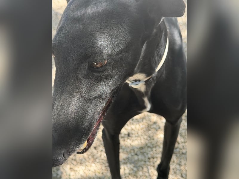 Cacahuete - schwarzer Galgo mit sanfter Seele sucht sein Glück