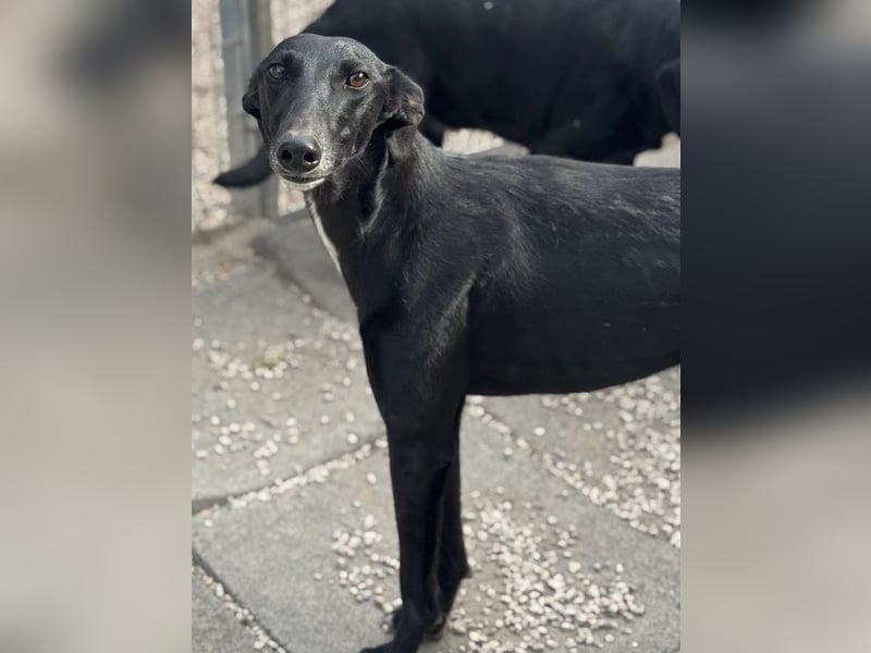 Indira, eine tolle schwarze Galga