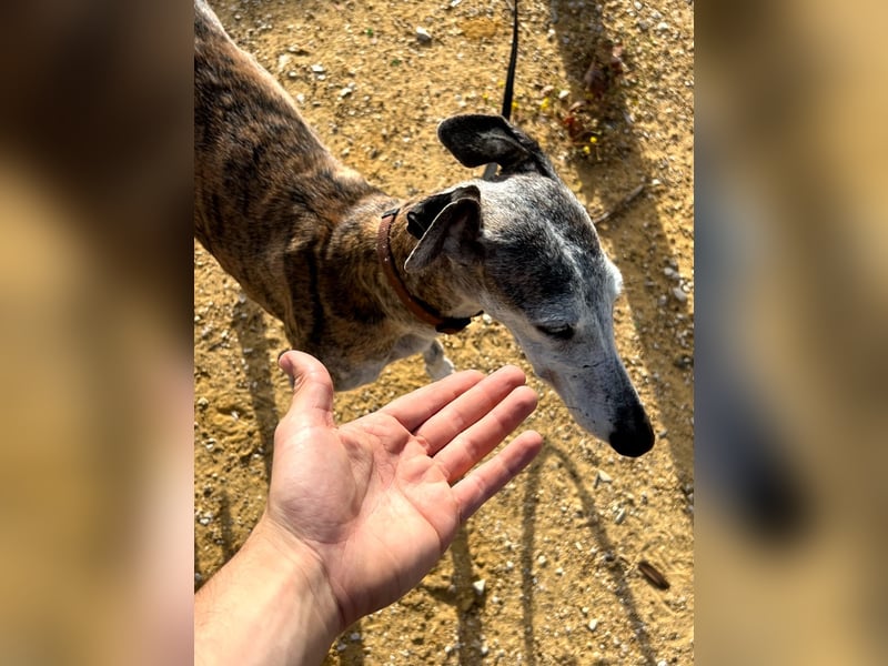 Artillera, wünscht sich ein warmes Plätzle