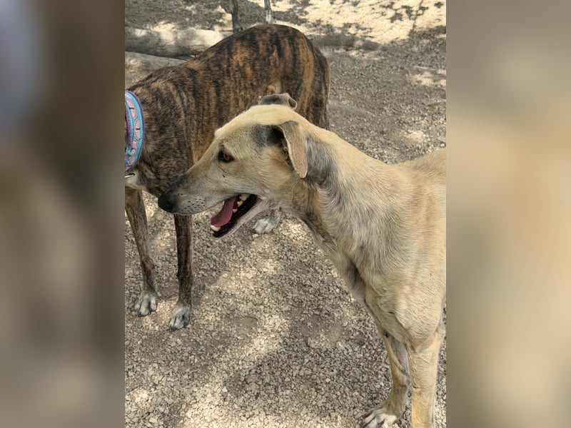 Giovana - sanfte Galgo-Schönheit sucht ihr liebevolles Zuhause