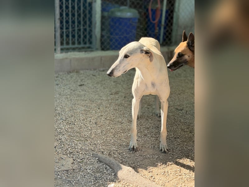 Tigrillo- cremefarbener Langbein sucht sein Glück