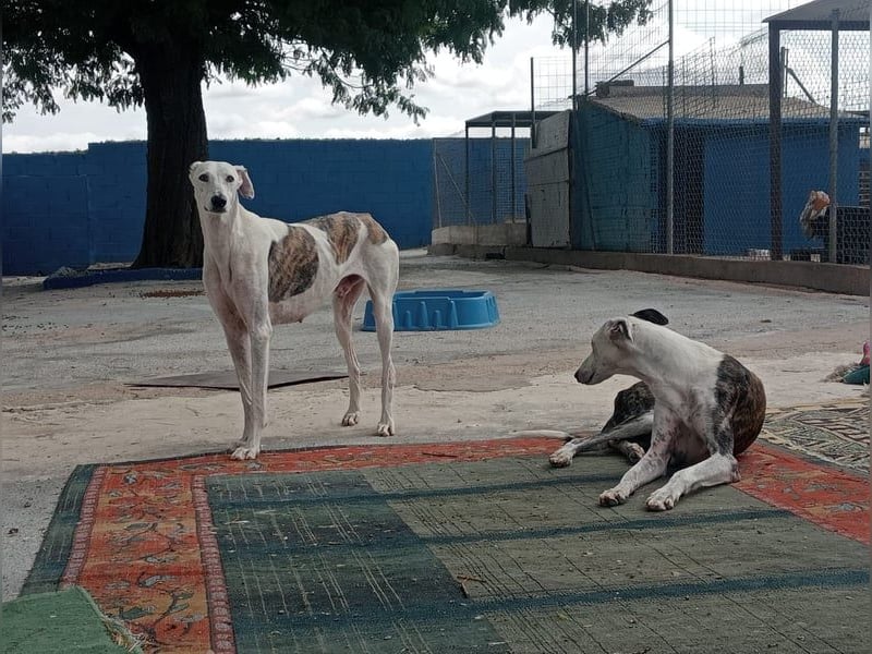 Niko, hofft auf sein Weihnachtswunder