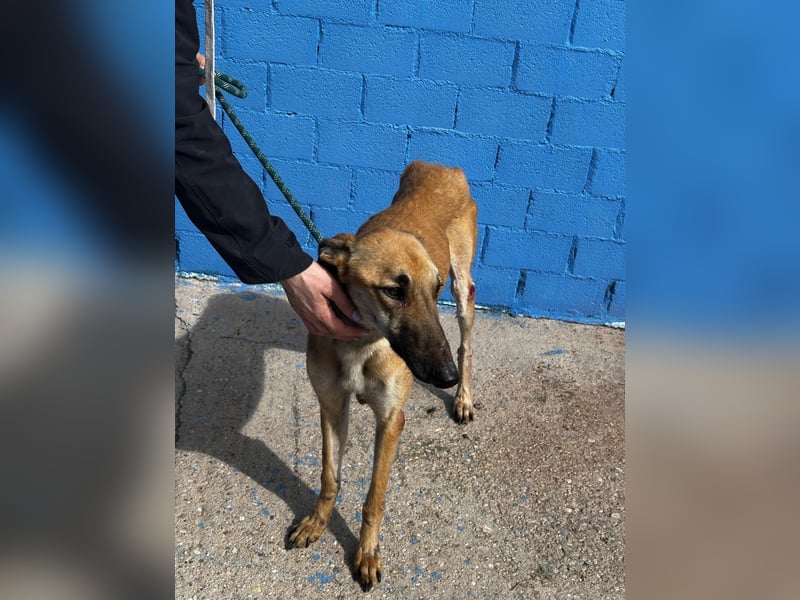 Marshal, er musste viel Leid ertragen