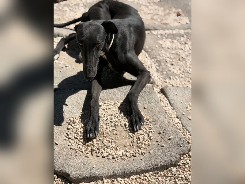Cacahuete - schwarzer Galgo mit sanfter Seele sucht sein Glück
