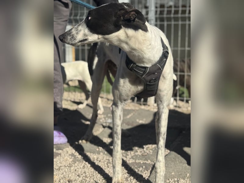 Napoli, hübscher sozialer Galgobub