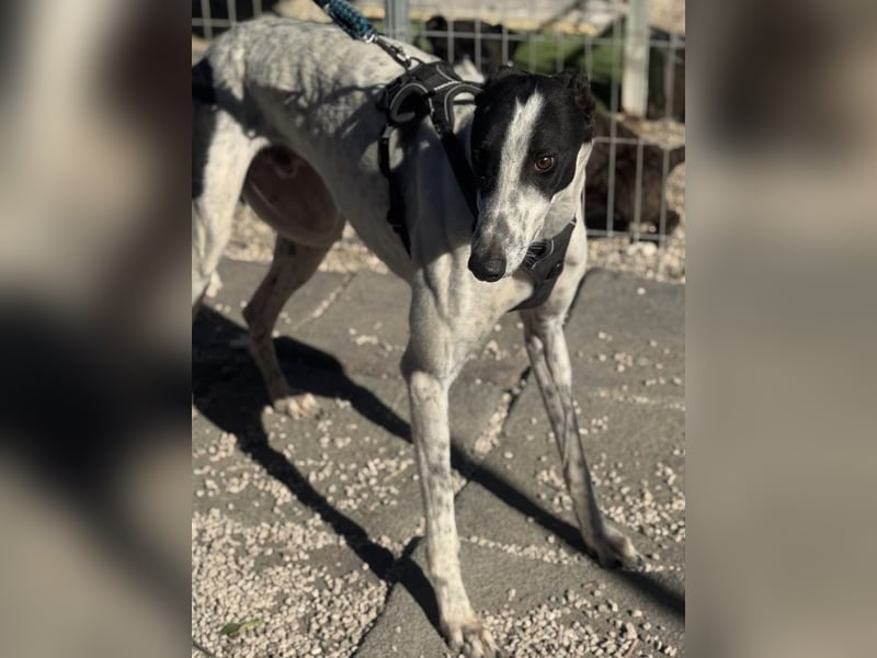 Napoli, hübscher sozialer Galgobub