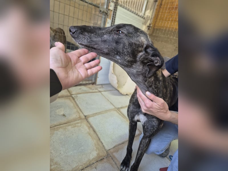 Candela, träumt von einem warmen Körbchen