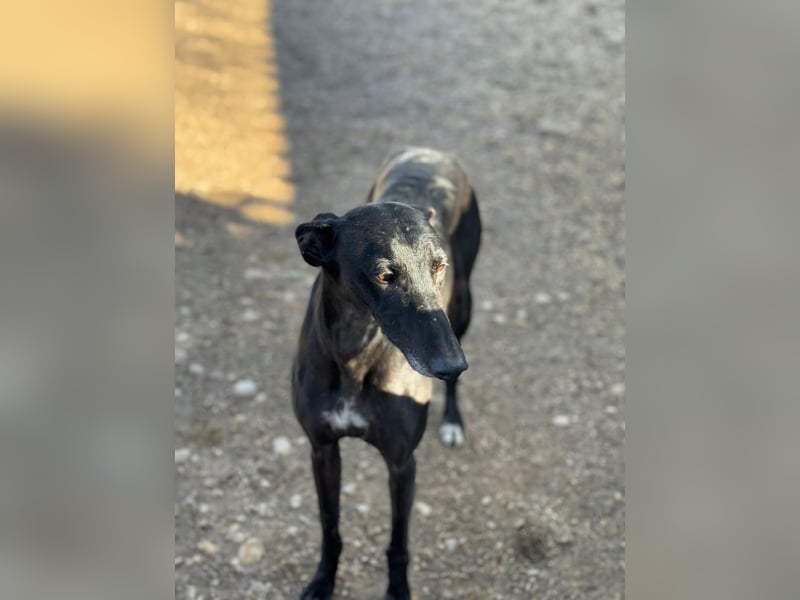 Simón,  hübsche Langnase sucht ein Zuhause