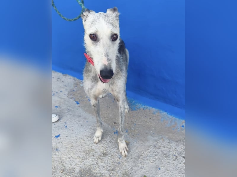 Tejón - ältere Galgo-Seele sucht wieder ein Zuhause