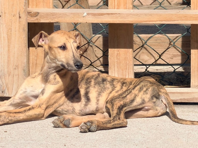 Alvaro, kleine Langnase zum verlieben