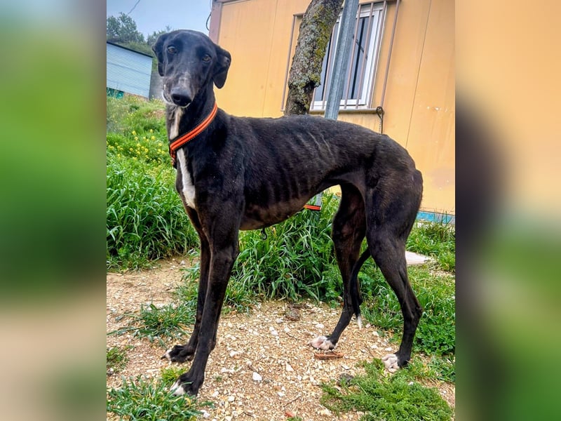Mandi - junge und katzenfreundliche Galga mit besonderem Gesicht und viel Lebensfreude
