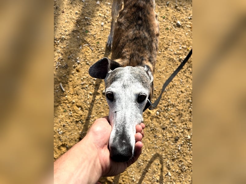 Artillera, wünscht sich ein warmes Plätzle