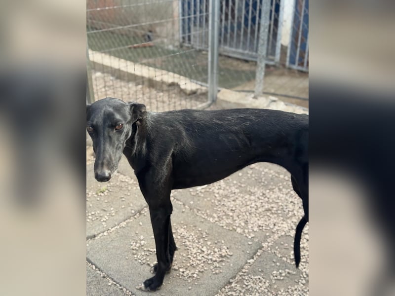 Indira, eine tolle schwarze Galga