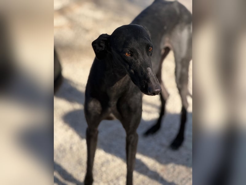 Simón,  hübsche Langnase sucht ein Zuhause