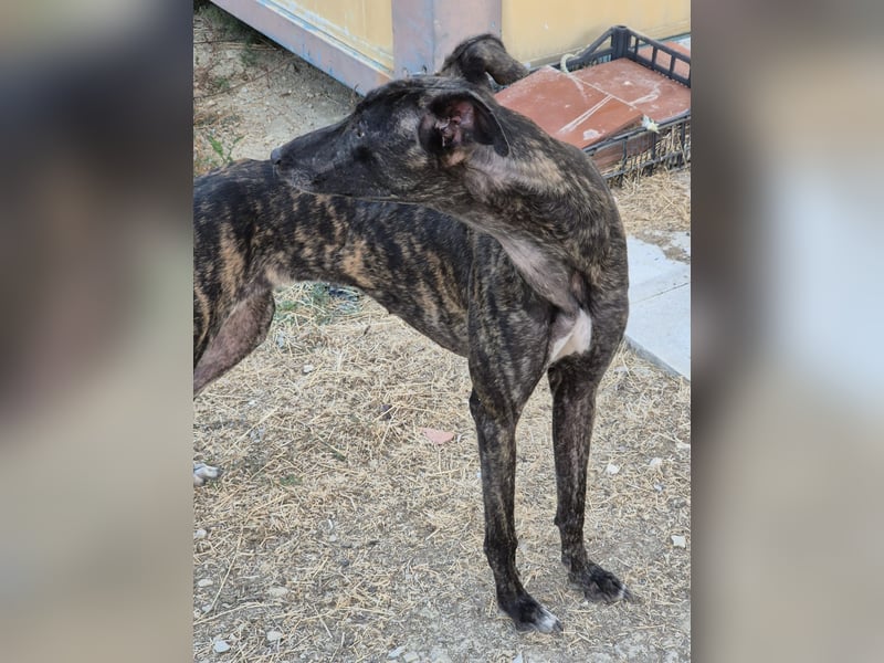 Candela, träumt von einem warmen Körbchen