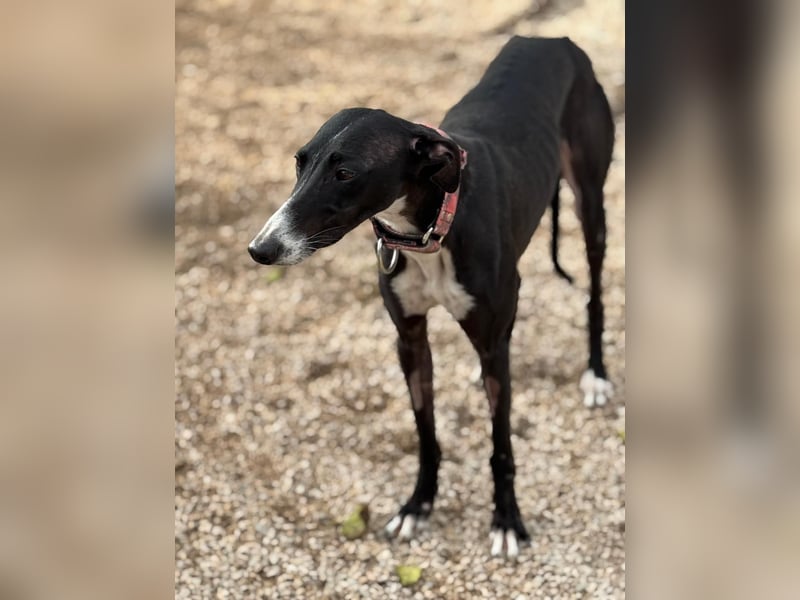 Jadiya - schwarze Galgo-Schönheit mit weißem Herzfleck sucht ihr Glück