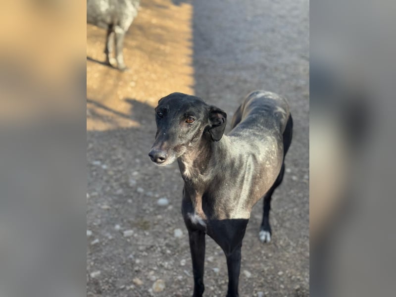 Simón,  hübsche Langnase sucht ein Zuhause