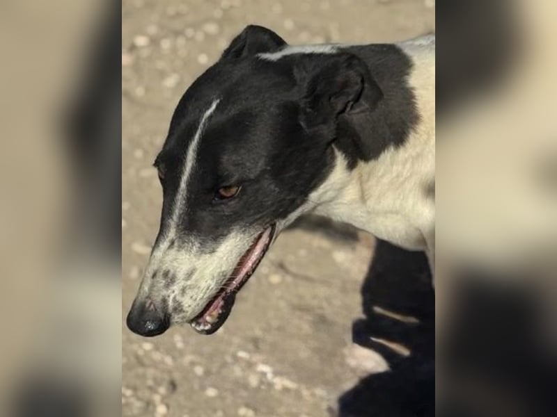 Chantelle, sucht ein warmes Körbchen