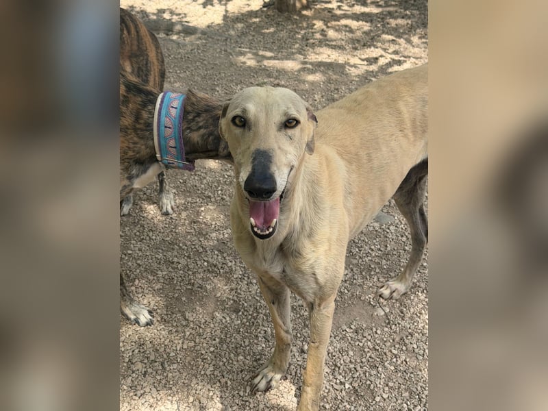 Giovana - sanfte Galgo-Schönheit sucht ihr liebevolles Zuhause