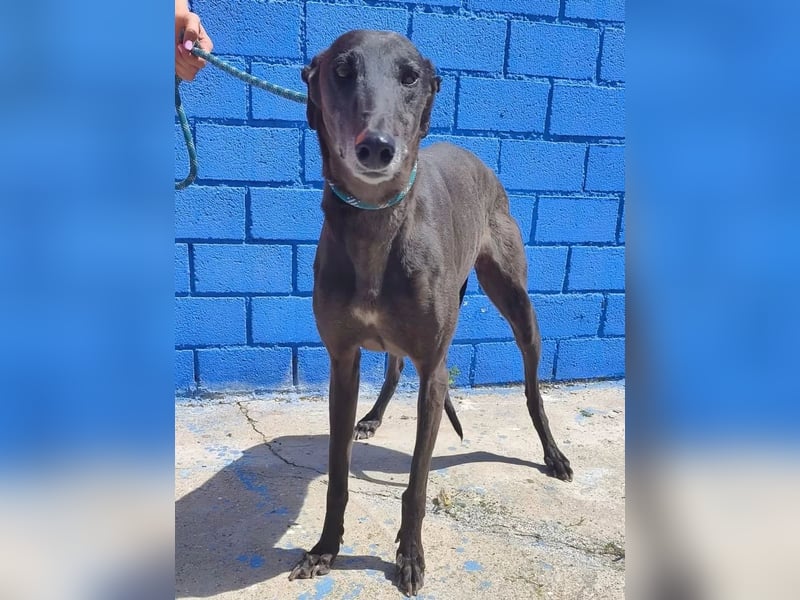 Athena ,wunderschöne Galga mit dunklem Fell sucht ihr Zuhause