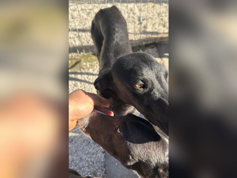 Simón,  hübsche Langnase sucht ein Zuhause