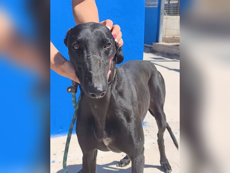 Limoncello ,Ein Herz aus Gold im schwarzen Galgo-Gewand