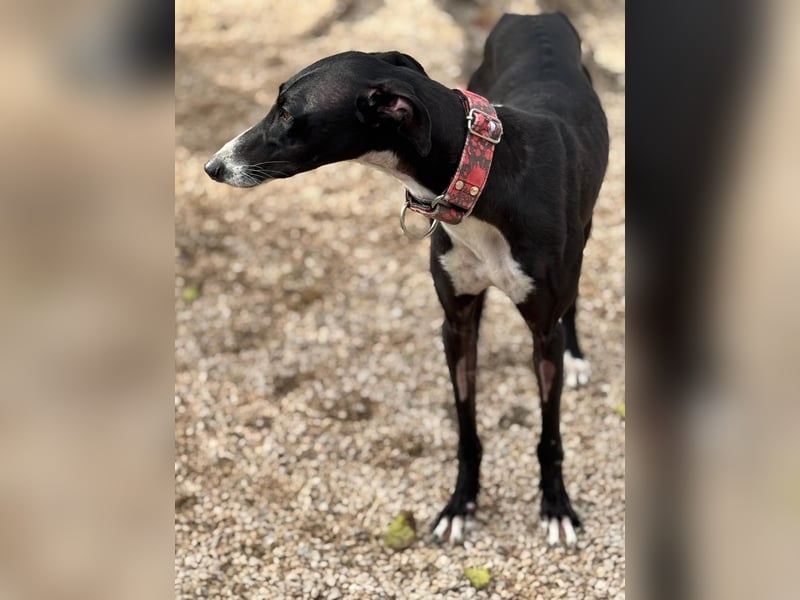 Jadiya - schwarze Galgo-Schönheit mit weißem Herzfleck sucht ihr Glück