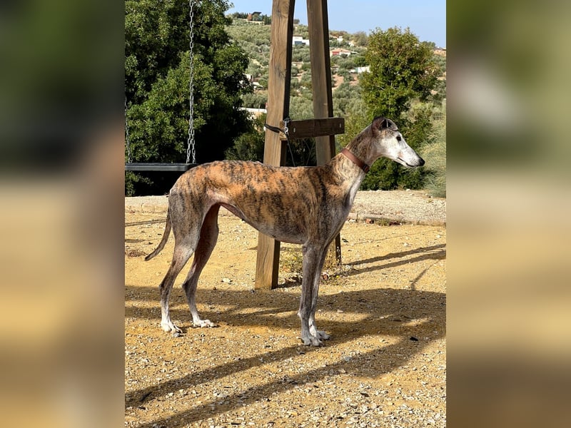 Artillera, wünscht sich ein warmes Plätzle